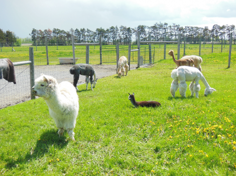 PACK OF ALPACAS